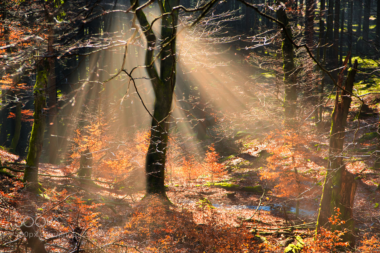 Sony a6000 sample photo. In the deep forest photography