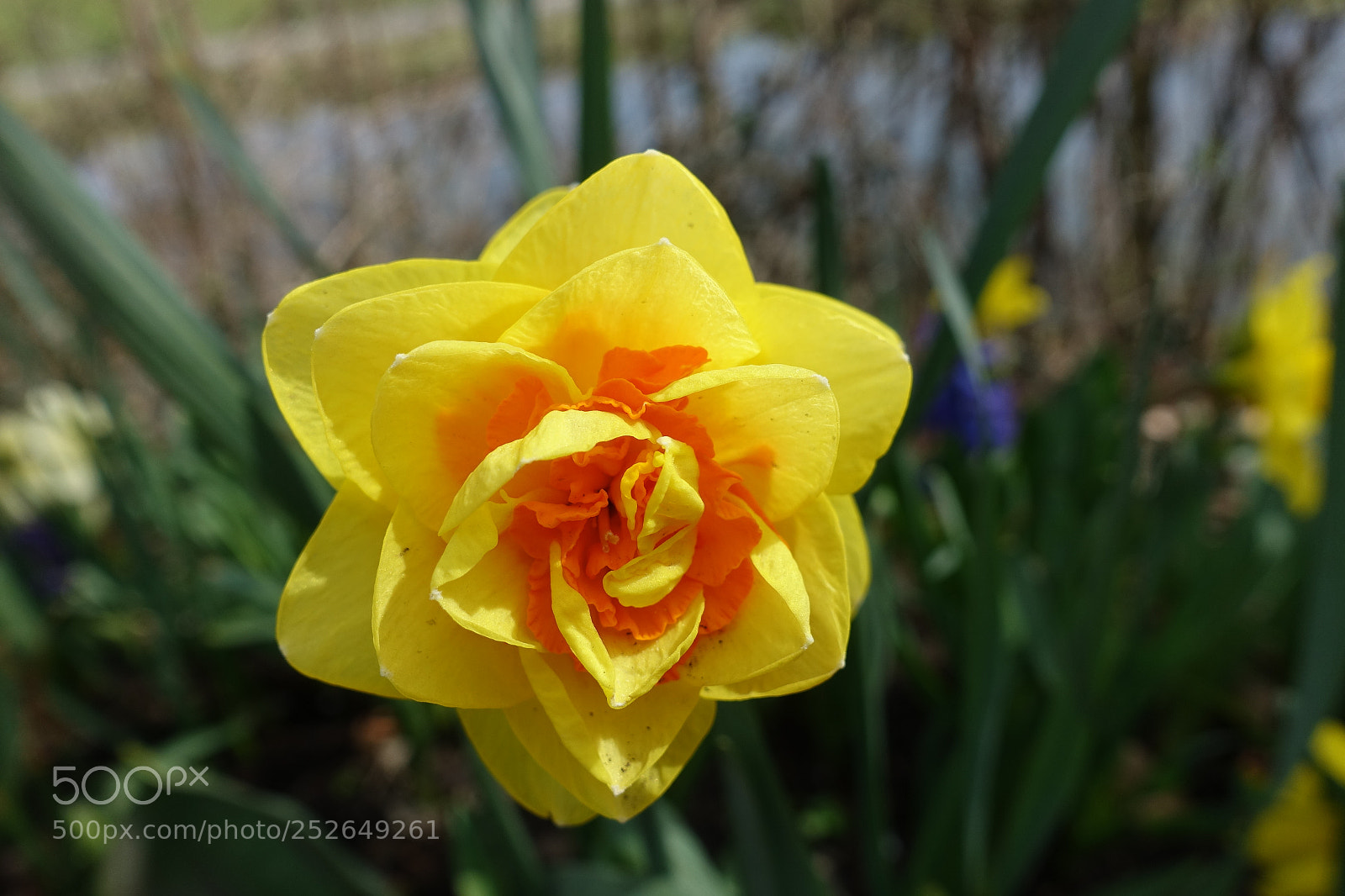 Sony Cyber-shot DSC-RX100 III sample photo. Spring is coming photography