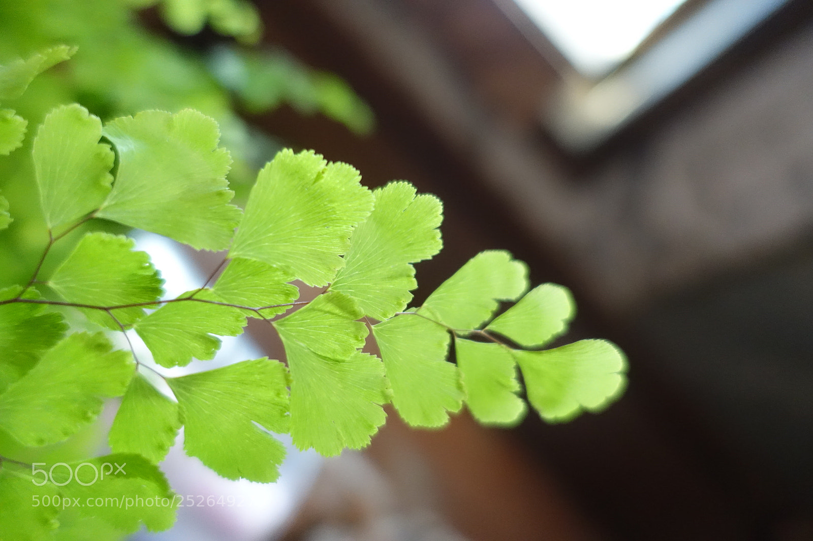 Sony Cyber-shot DSC-RX100 III sample photo. Spring is coming photography