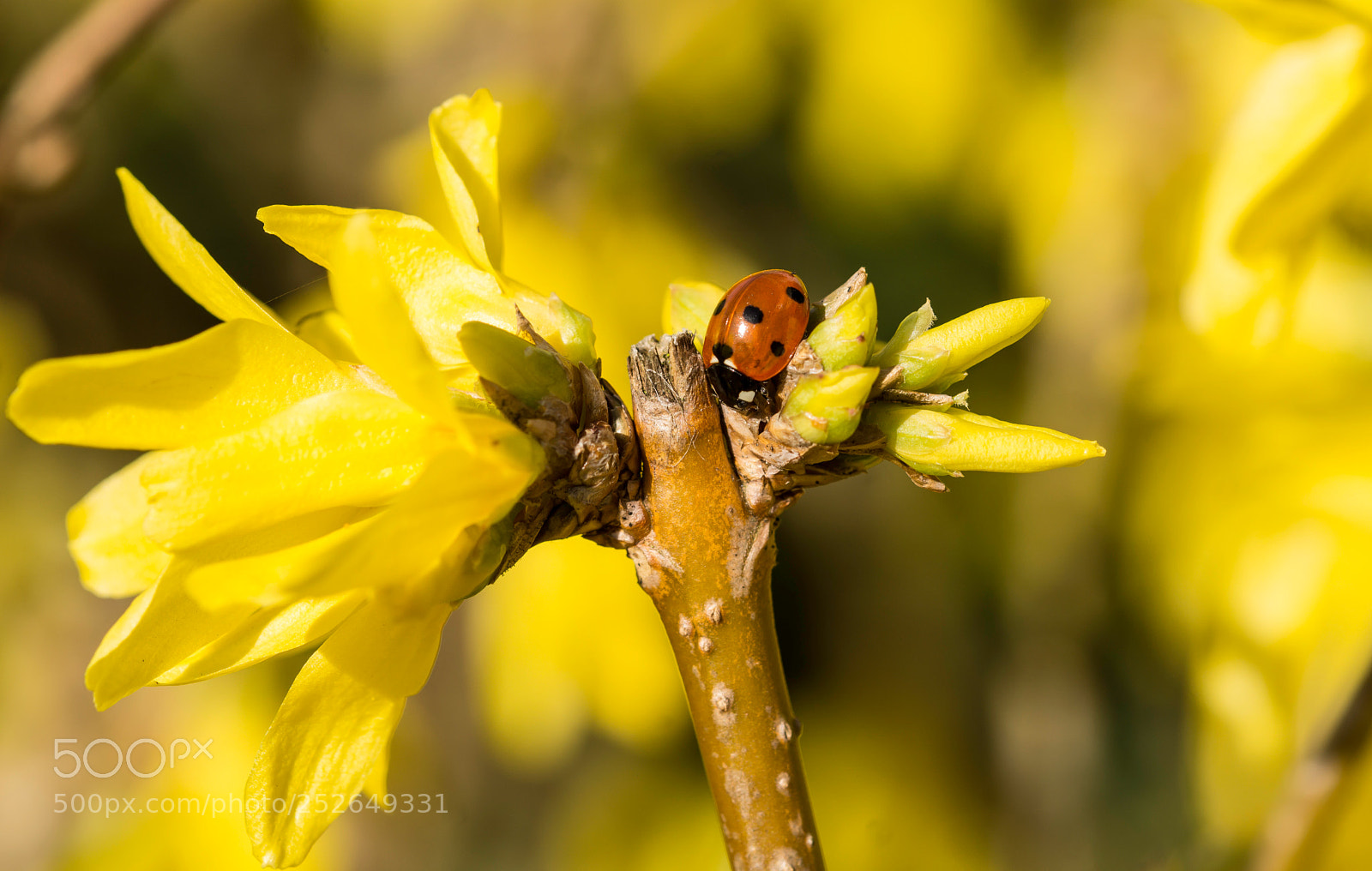 Sony a6000 sample photo. A beautiful ladybug photography