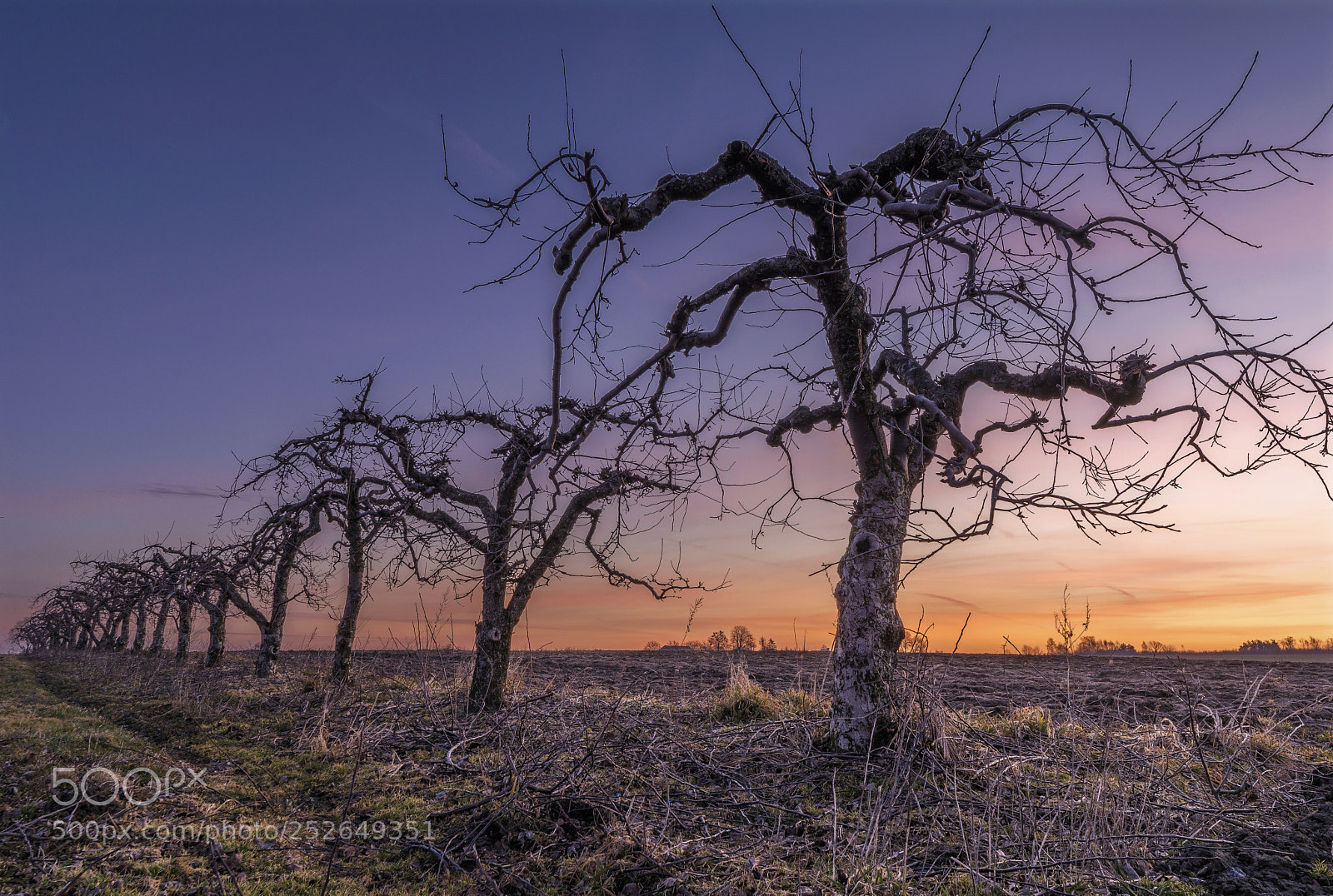 Nikon D5200 sample photo. Apple-trees photography