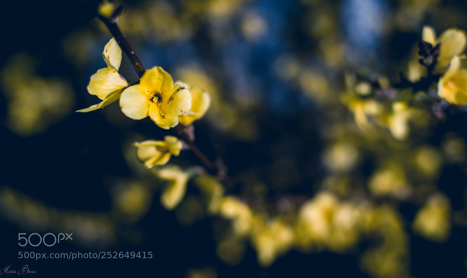 Nikon D5600 sample photo. Yellow photography