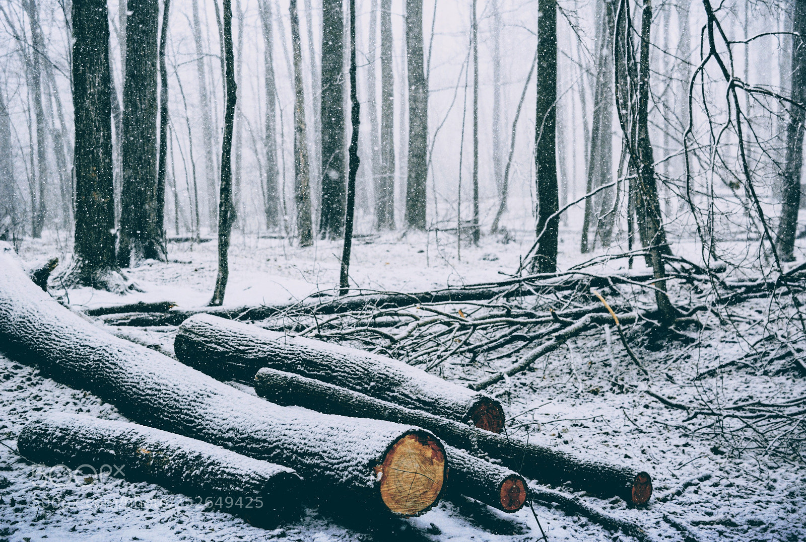 Nikon D7100 sample photo. Fallingsnow photography