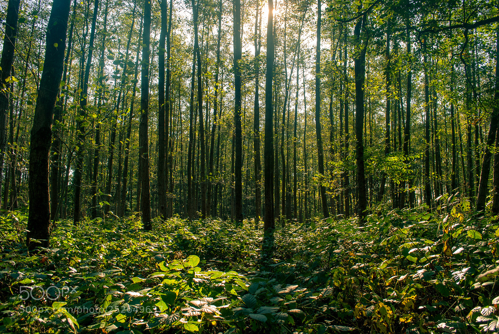 Nikon D3000 sample photo. Kempische bomen photography