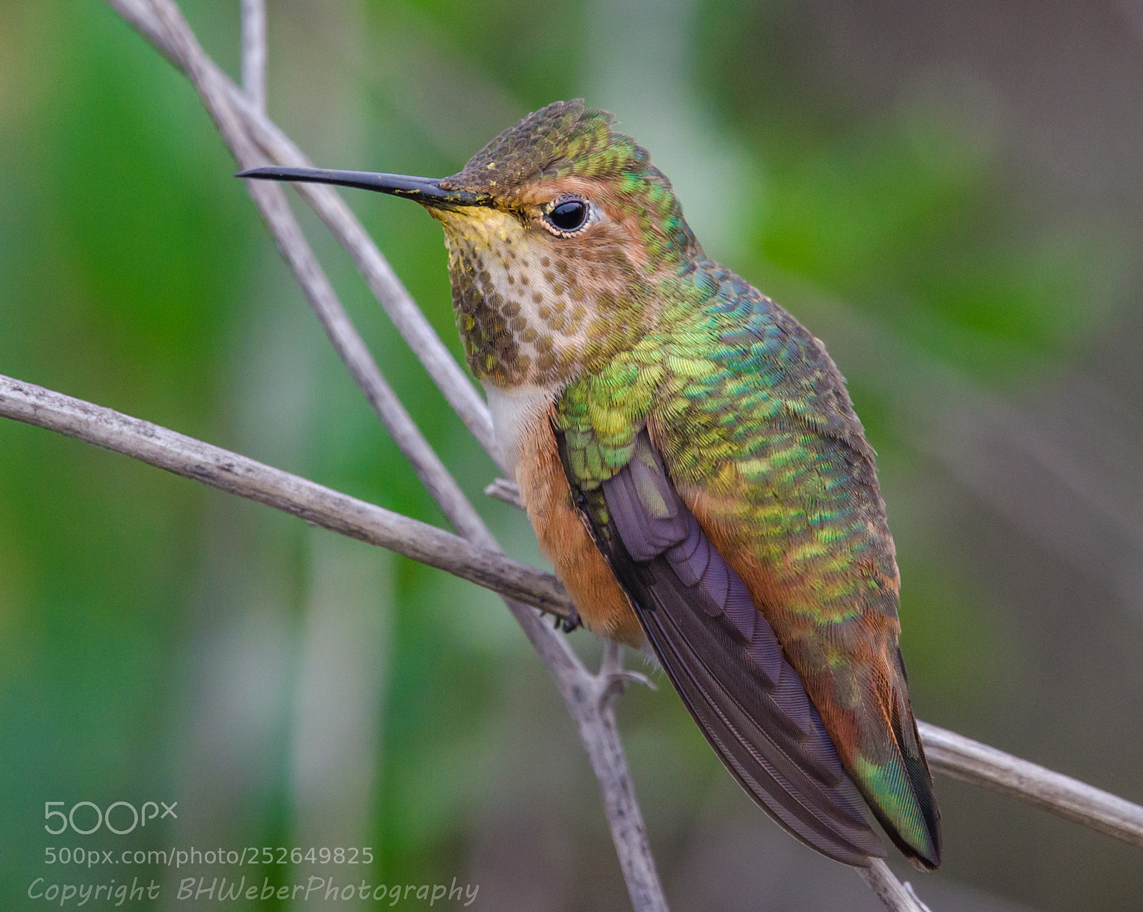 Nikon D7000 sample photo. Hummingbird color photography