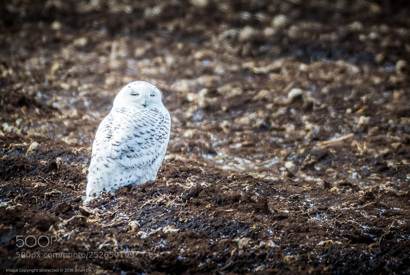 Nikon D7100 sample photo. Snowy owl, male photography