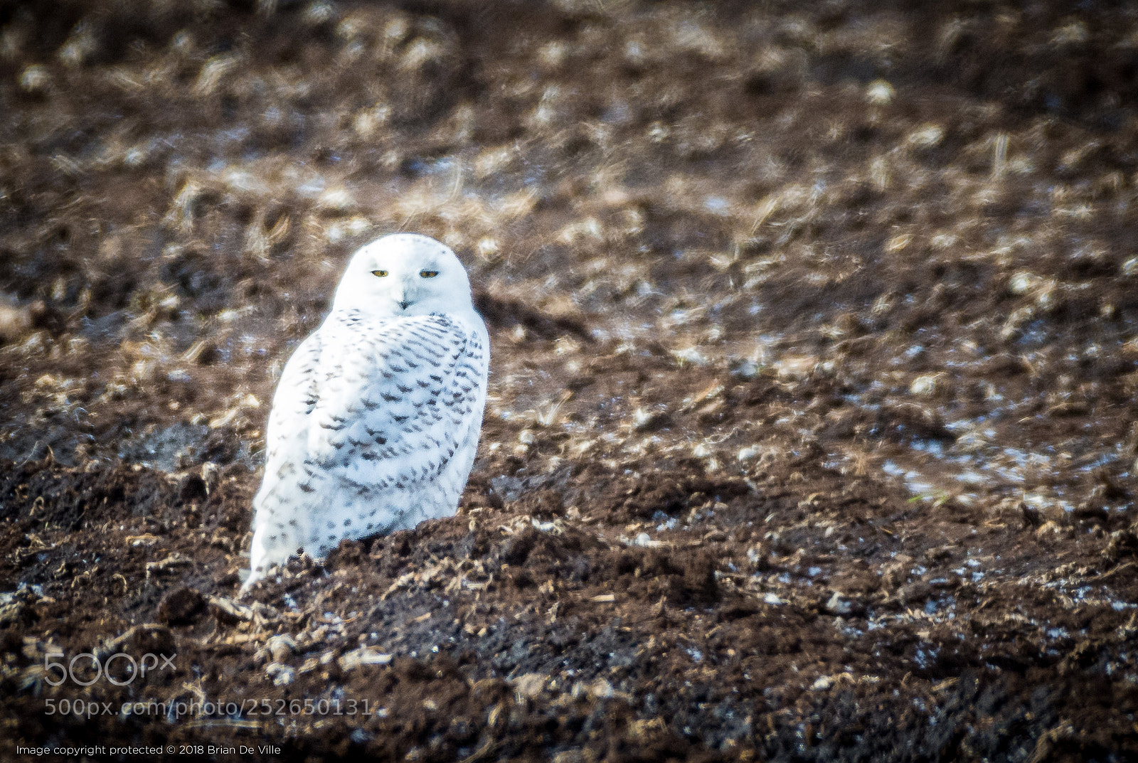 Nikon D7100 sample photo. Snowy owl, male photography