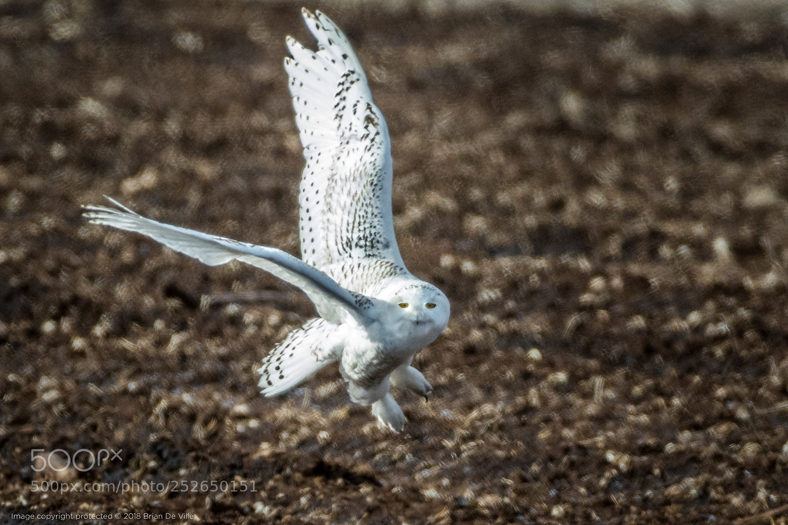 Nikon D7100 sample photo. Snowy owl, male photography
