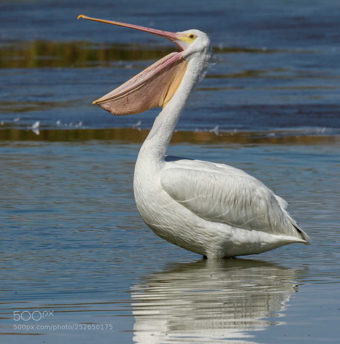 Canon EOS 7D sample photo. White pelican photography
