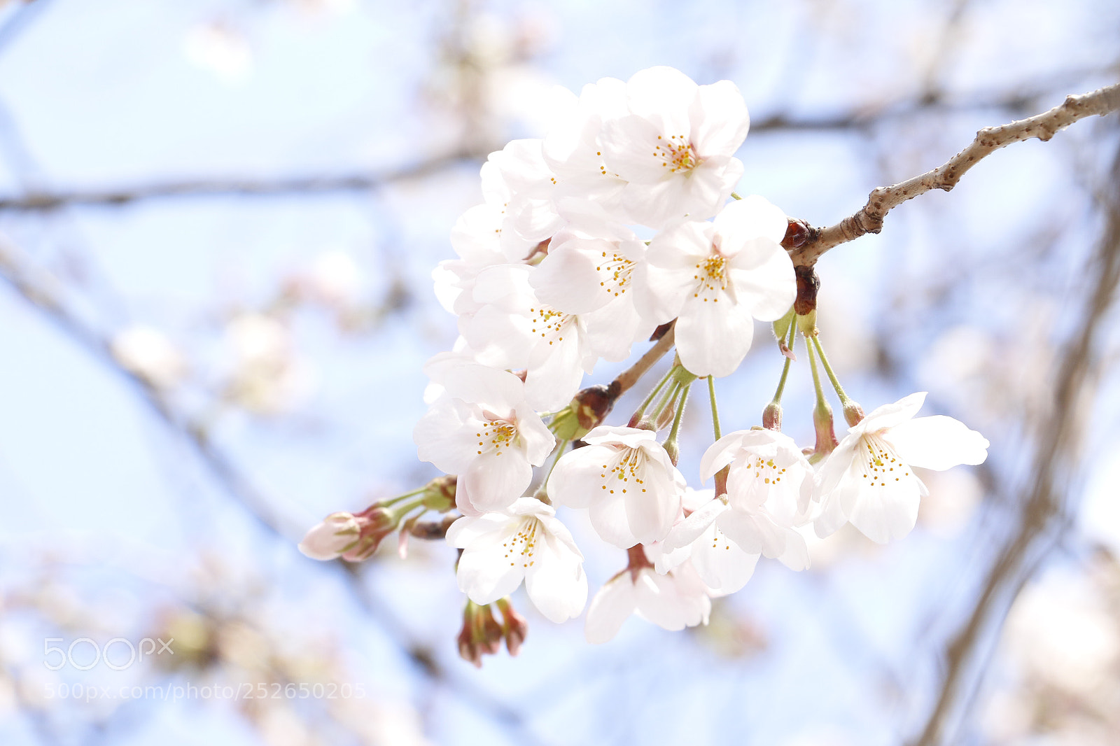 Canon EOS 70D sample photo. Sakura  photography