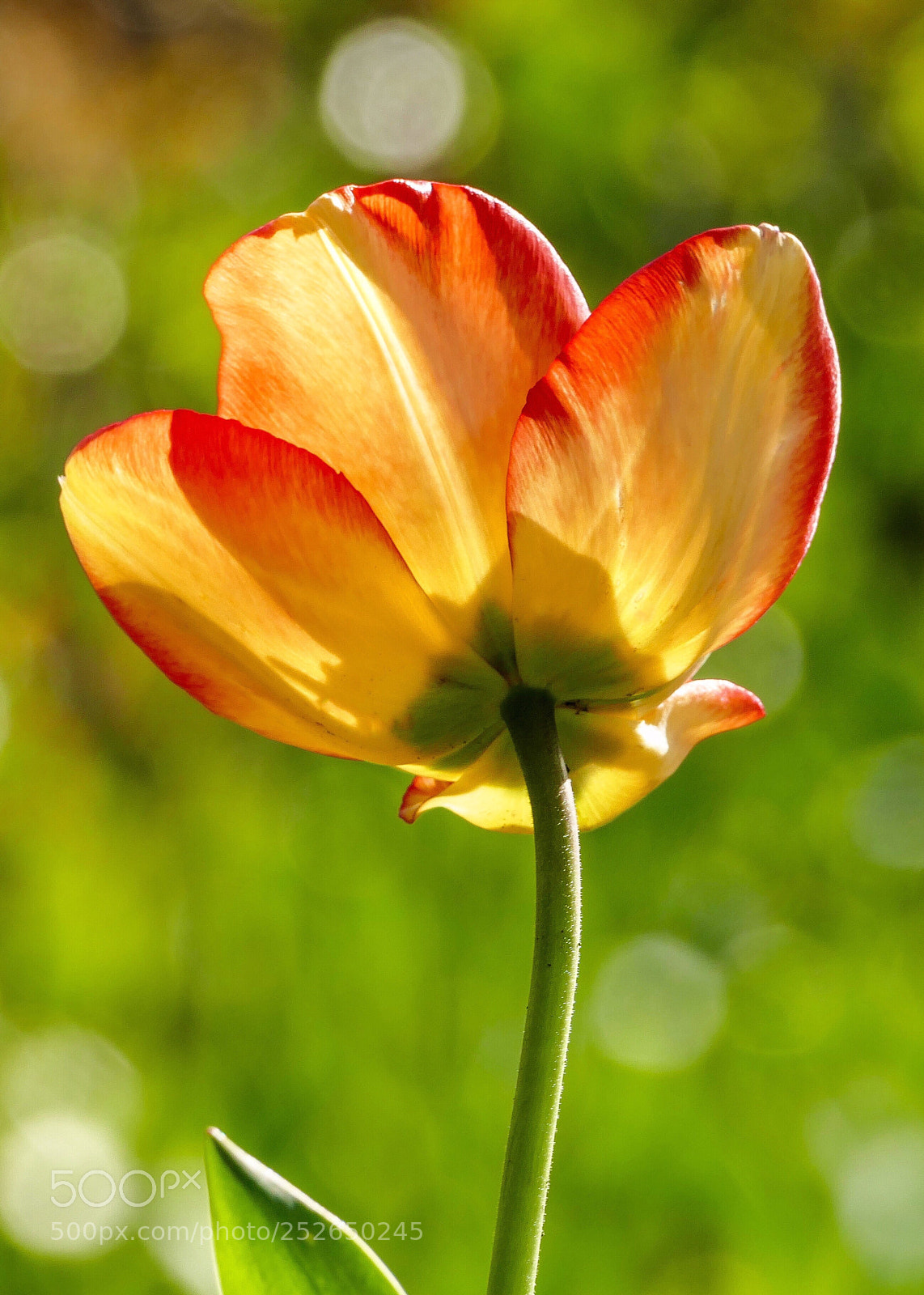 Panasonic Lumix DMC-FZ1000 sample photo. First tulip this spring photography