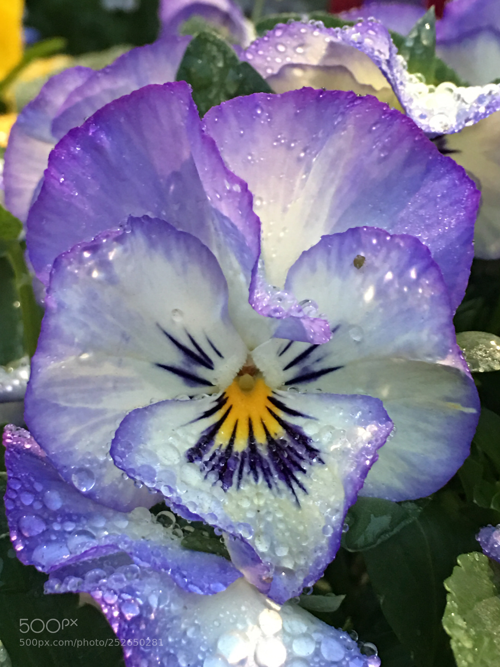 Apple iPhone 6s Plus sample photo. Spring2018 flowers photography