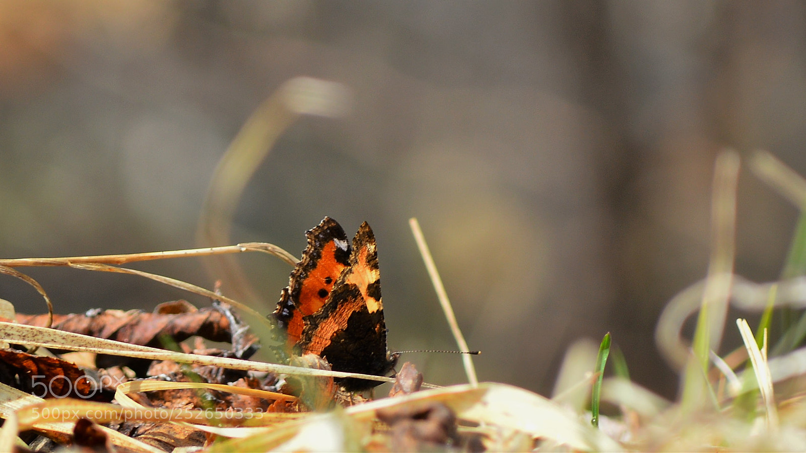 Nikon D3200 sample photo. Untitled photography