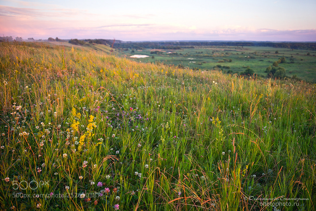 Sony a7 sample photo. Meadow flowers at sunset photography