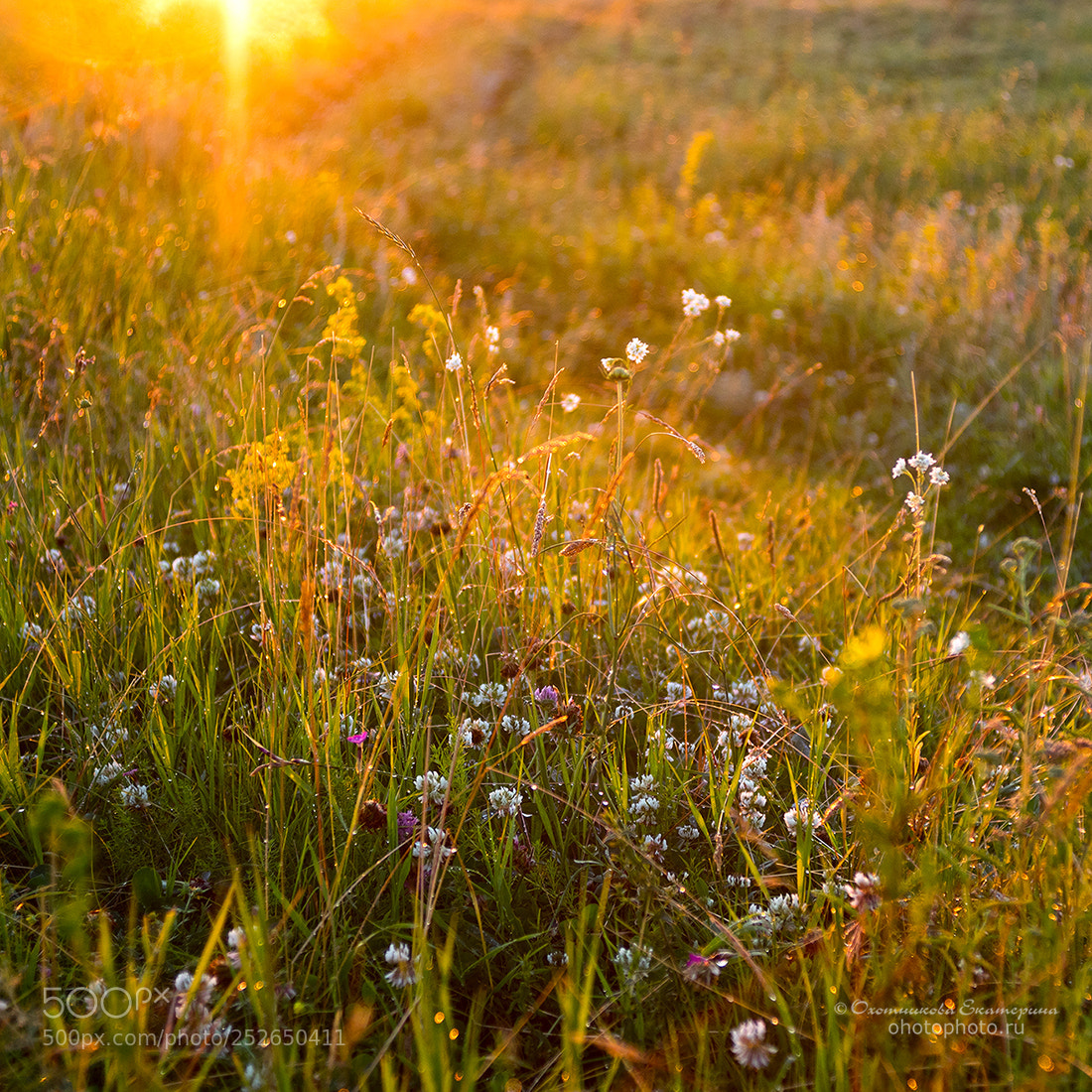 Sony a7 sample photo. Meadow grass in the photography