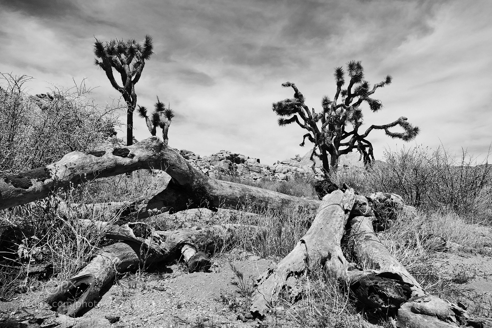 Panasonic Lumix DMC-FZ1000 sample photo. Lonely life in the photography