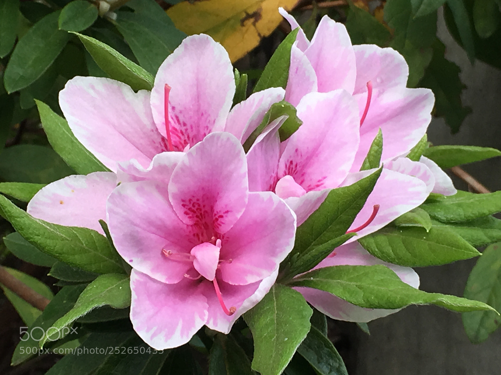 Apple iPhone 6s Plus sample photo. Spring2018 flowers photography
