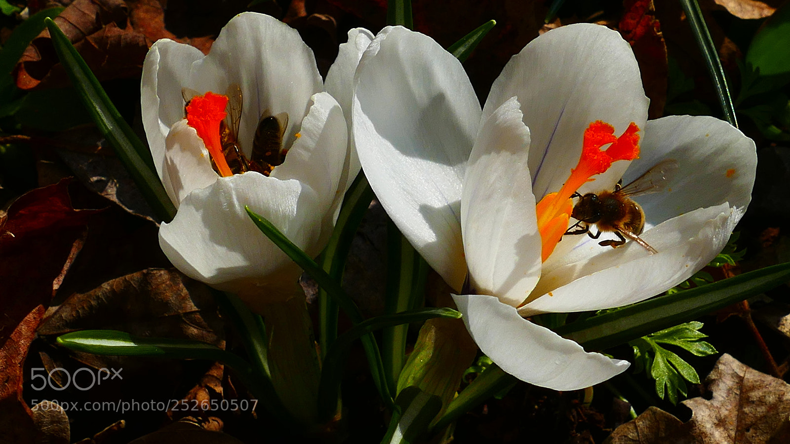 Panasonic Lumix DMC-FZ1000 sample photo. White tastes best photography