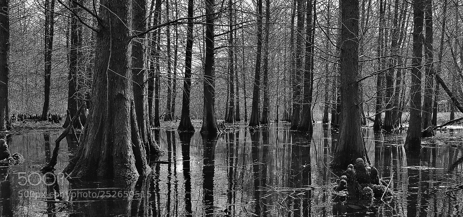 Samsung Galaxy S6 sample photo. Black & white cypress swamp 2018 photography