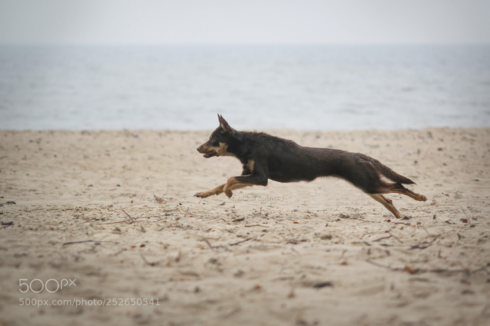 Nikon D5300 sample photo. Runrun photography