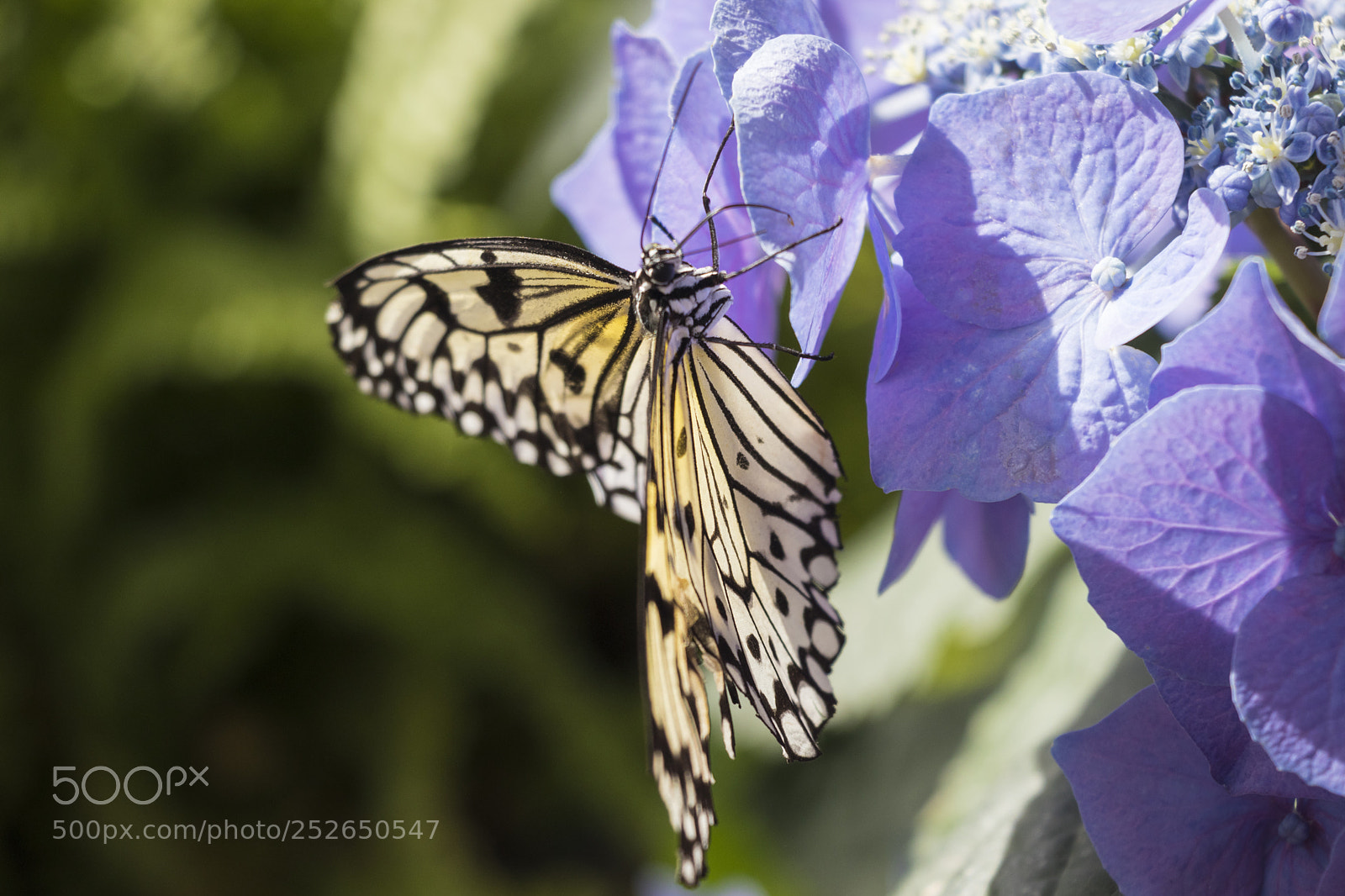 Canon EOS 800D (EOS Rebel T7i / EOS Kiss X9i) sample photo. Butterfly and purple hydrangea photography