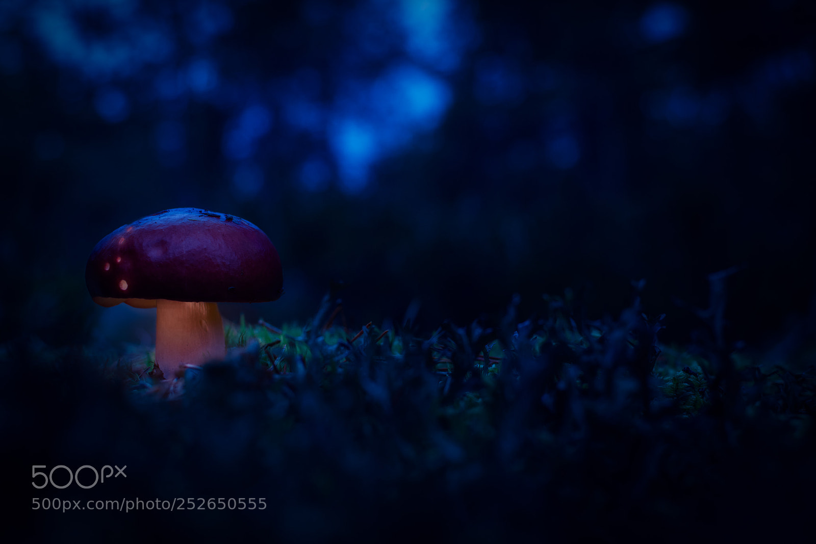 Nikon D7200 sample photo. Glowing mushroom 2 photography