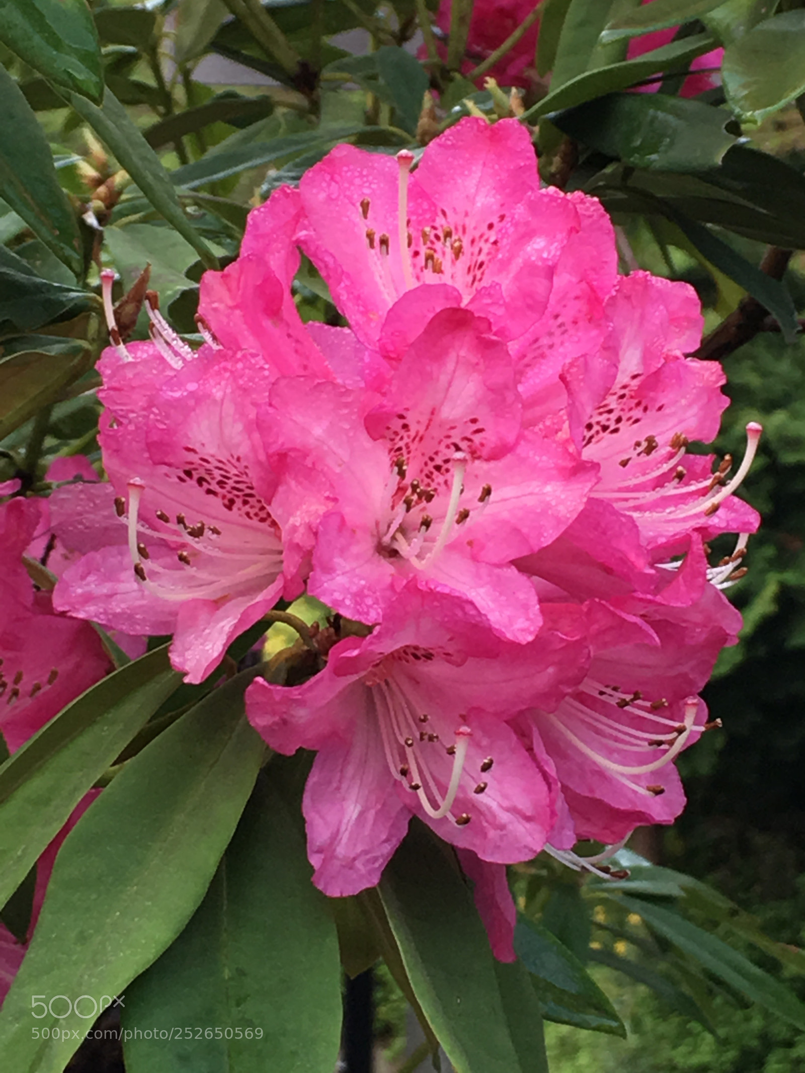 Apple iPhone 6s Plus sample photo. Spring2018 flowers photography