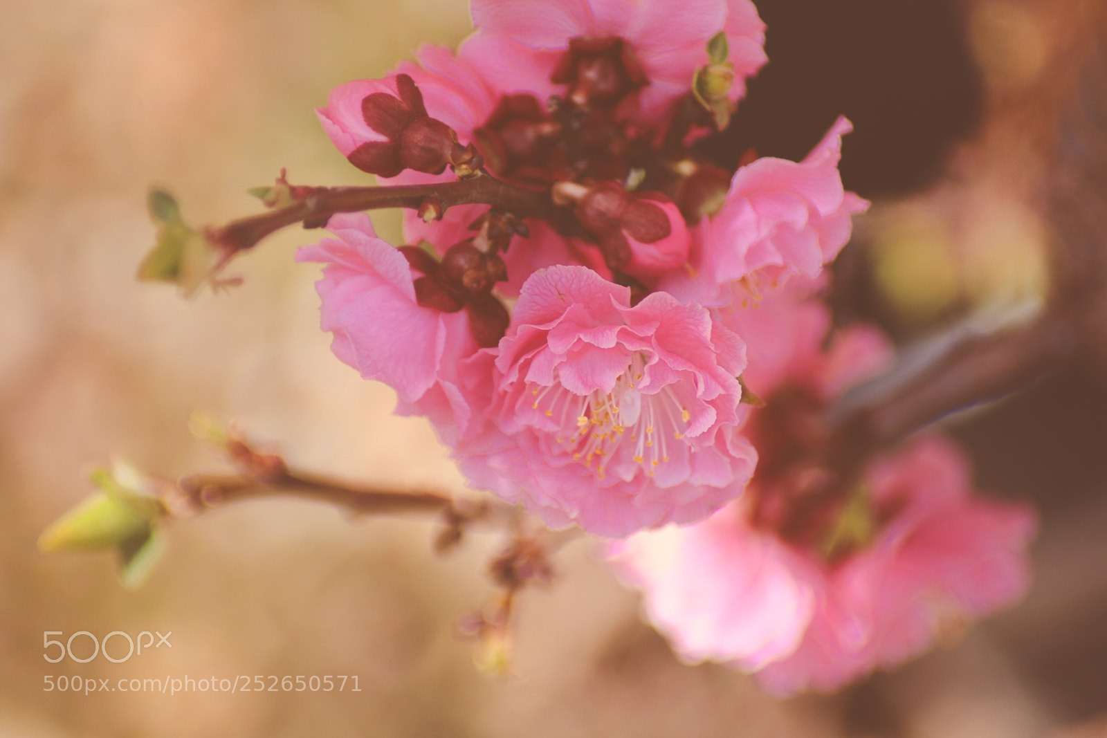 Canon EOS 70D sample photo. ... photography