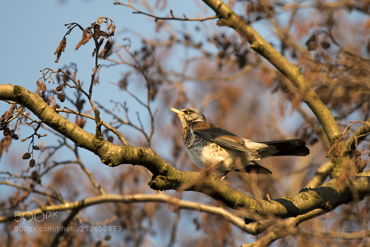 Nikon D7500 sample photo. 072 the fieldfare photography