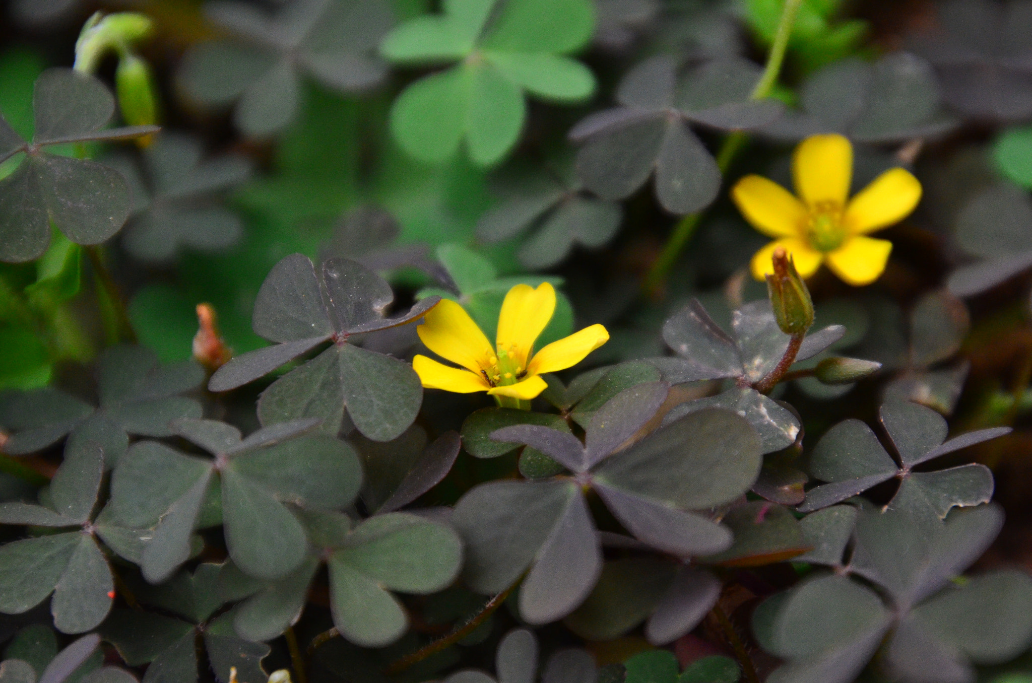 Nikon D7000 sample photo. Yellow vs black photography