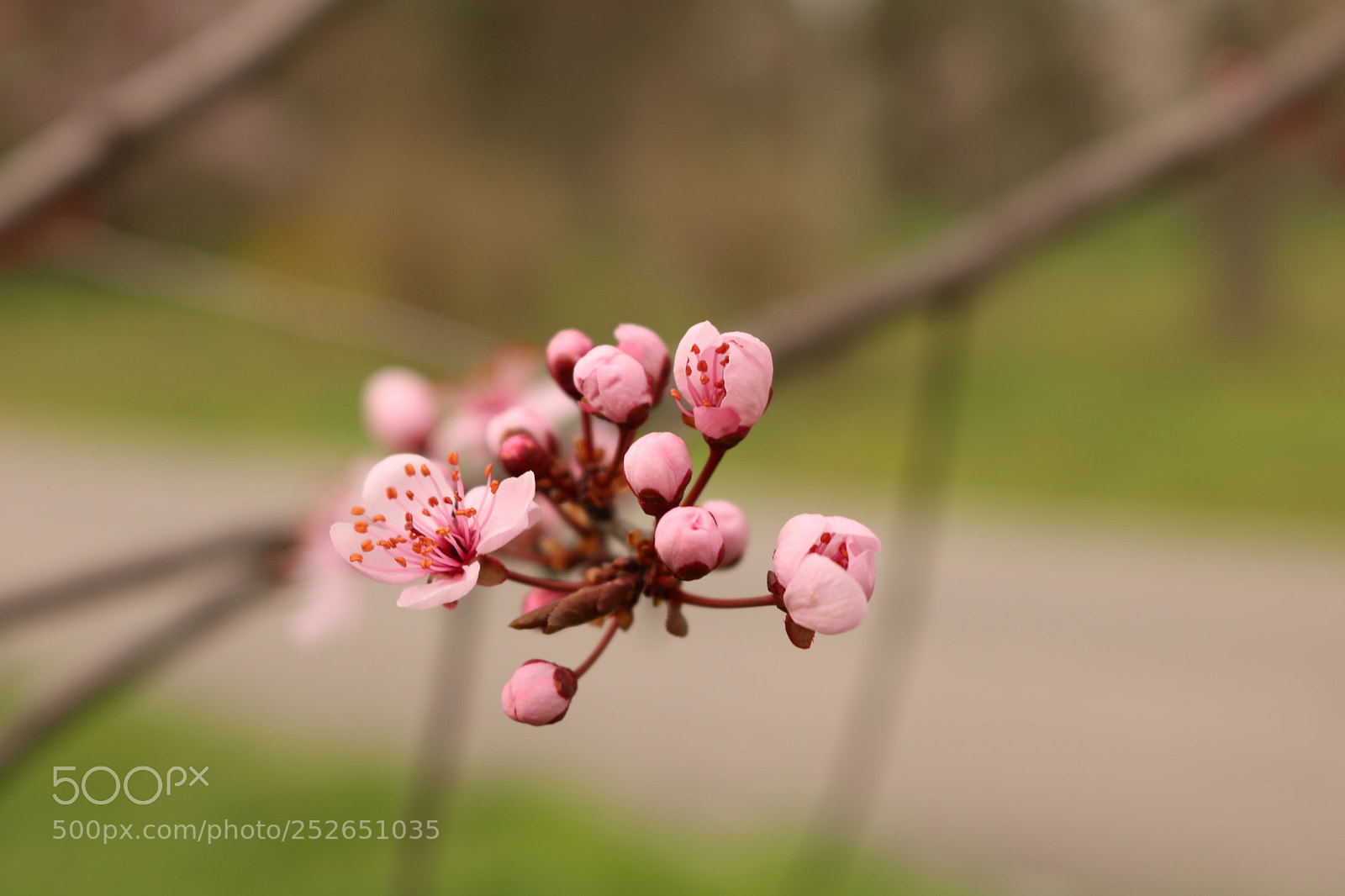 Canon EOS 750D (EOS Rebel T6i / EOS Kiss X8i) sample photo. Pink 1 photography