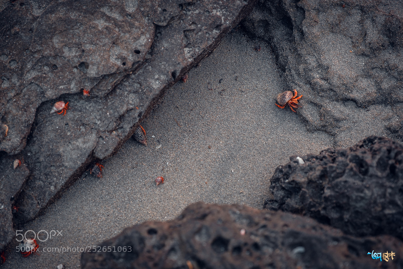 Fujifilm X-H1 sample photo. Hermit crabs photography