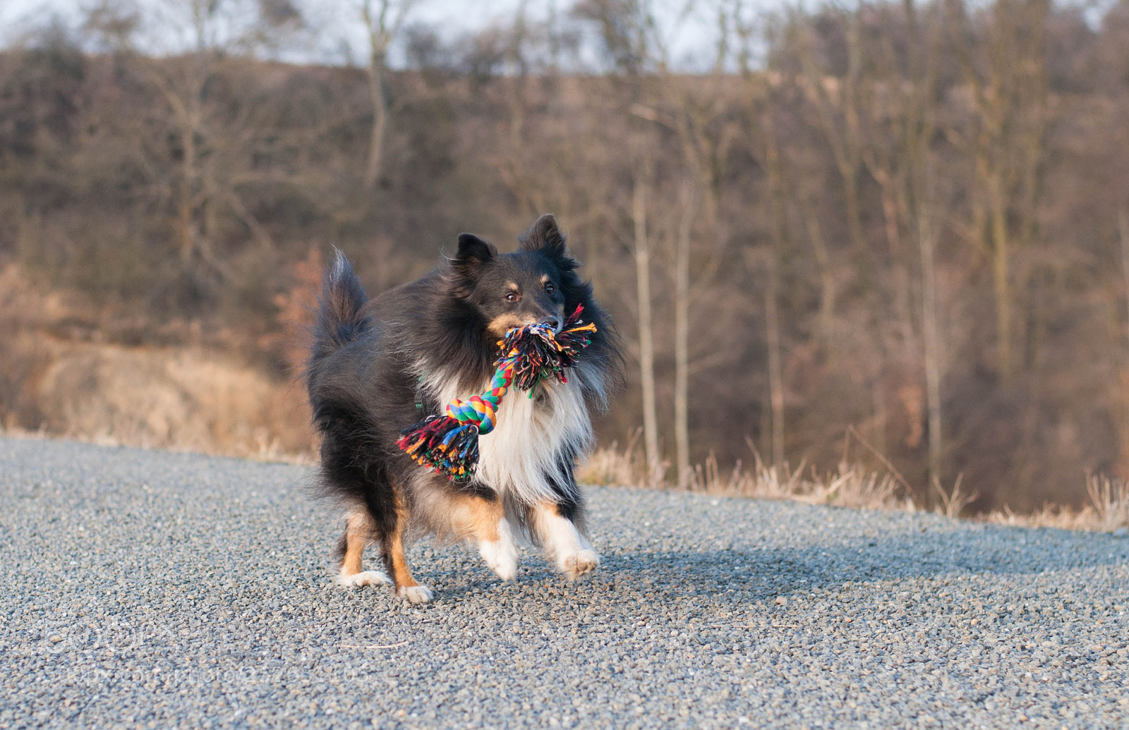 Nikon D5000 sample photo. Sweet diesel photography