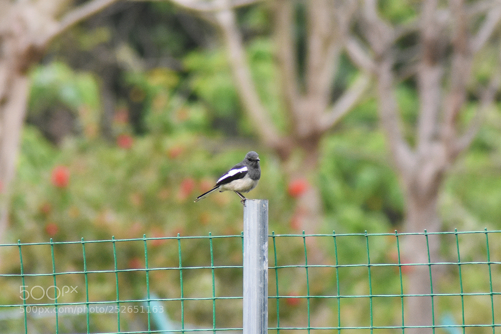 Nikon D7200 sample photo. 鹊鸲 photography