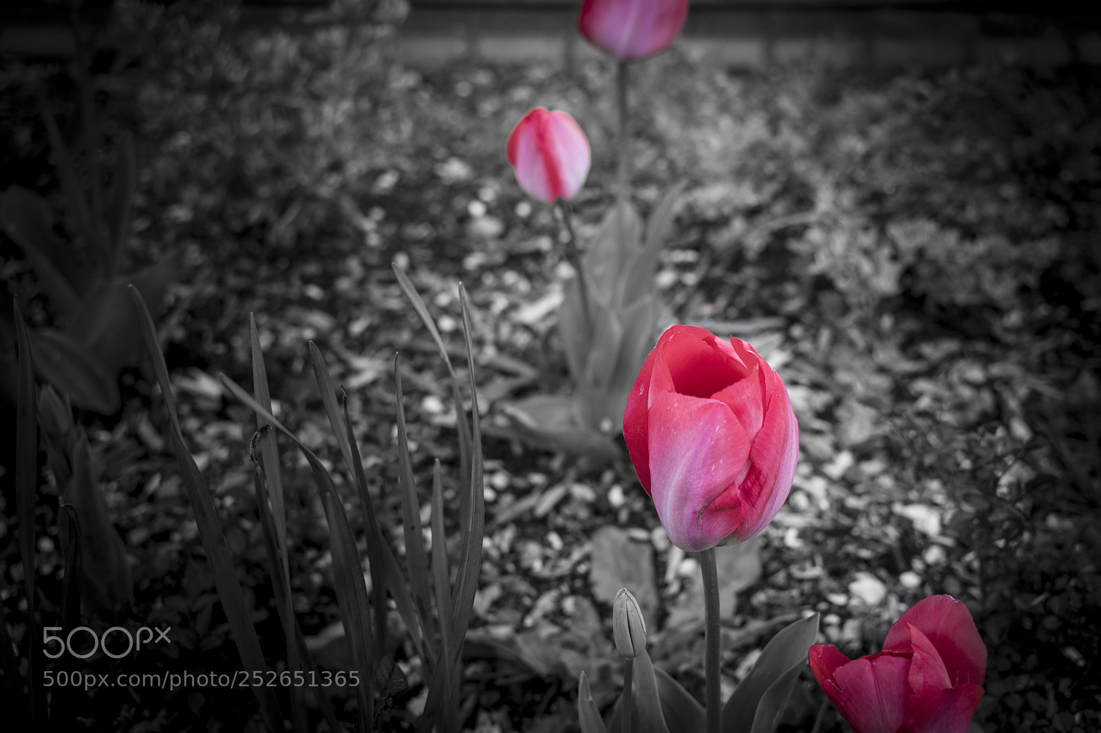 Nikon D7100 sample photo. Tulipanes orduña photography