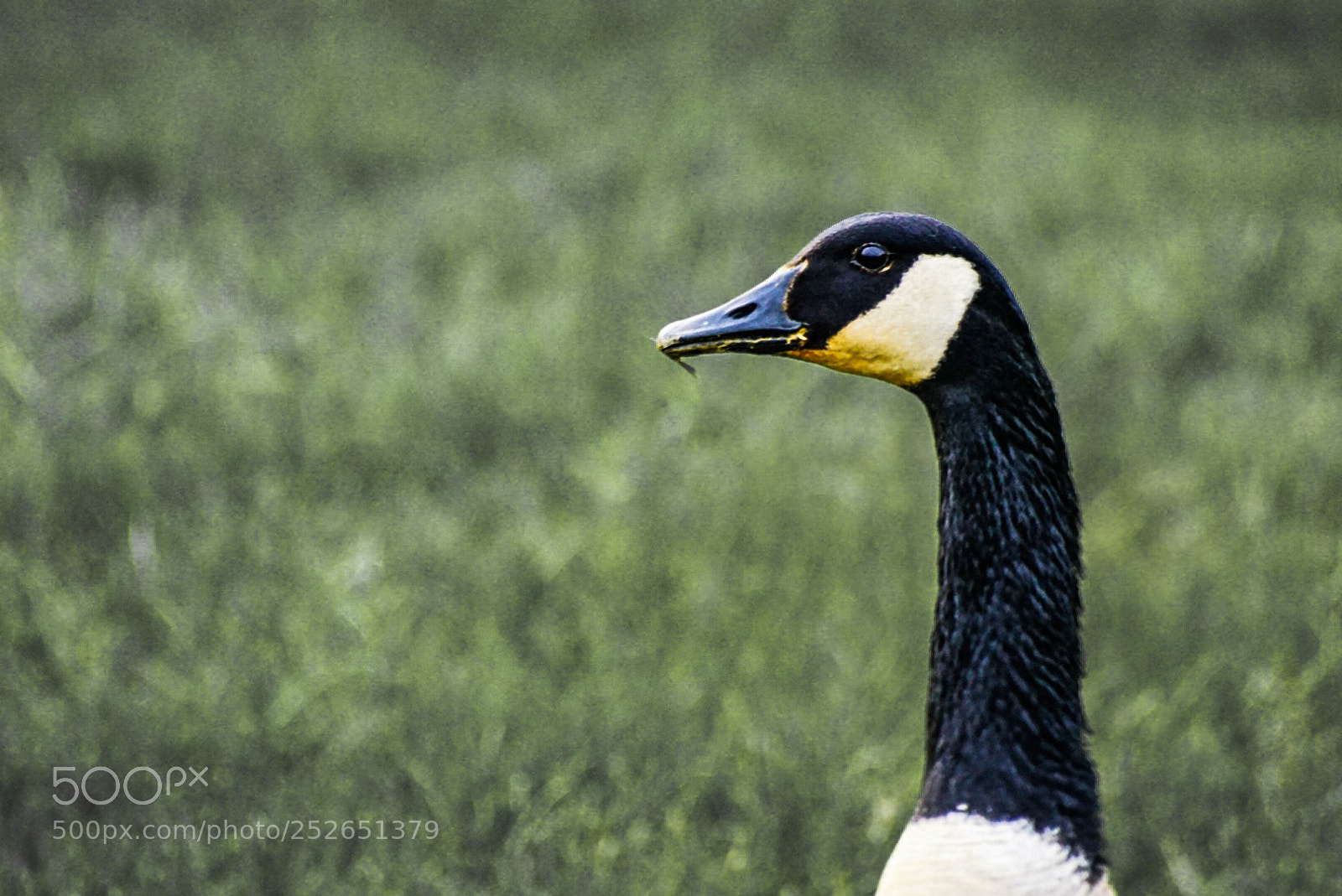 Sony a6000 sample photo. The goose's headshot photography