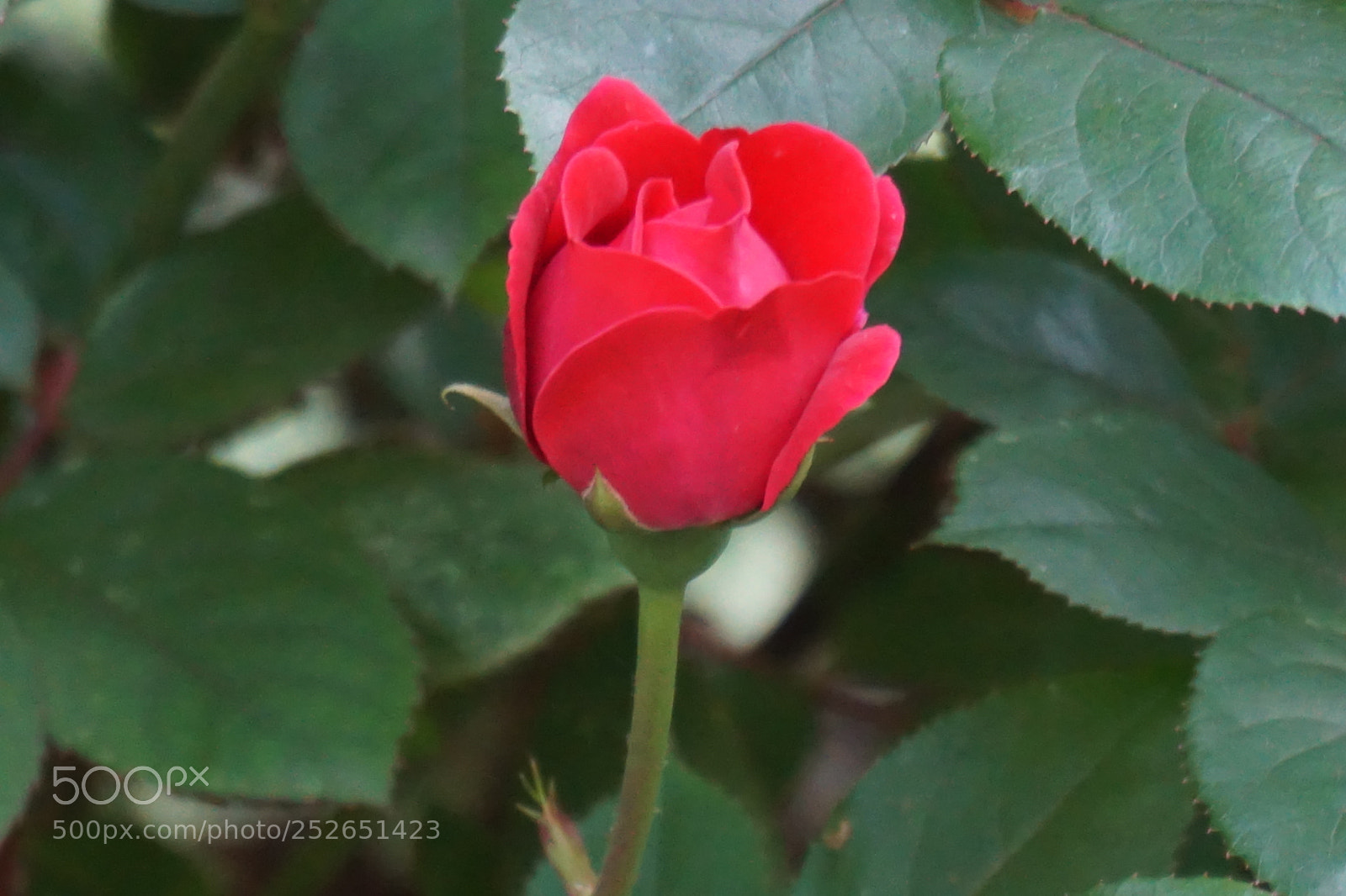 Sony a6000 sample photo. Dsc photography