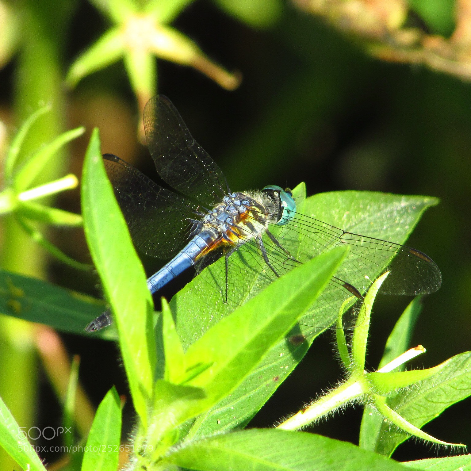 Canon PowerShot SX400 IS sample photo. Dragonfly photography