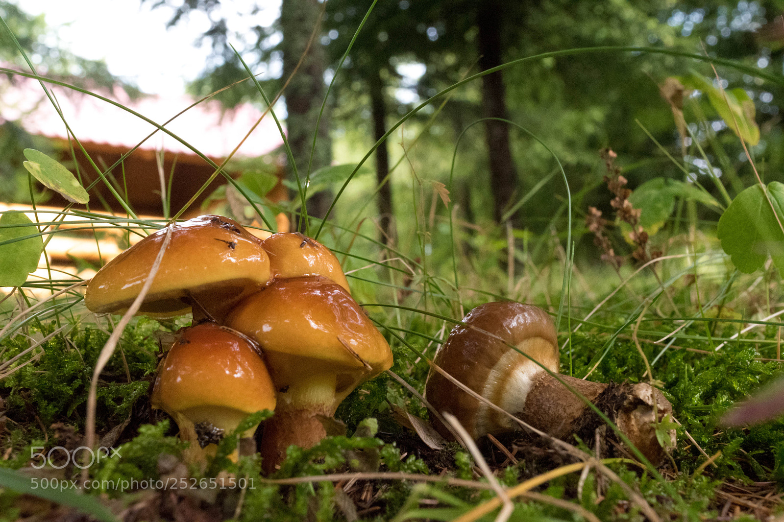 Nikon D5500 sample photo. Mushrooms photography
