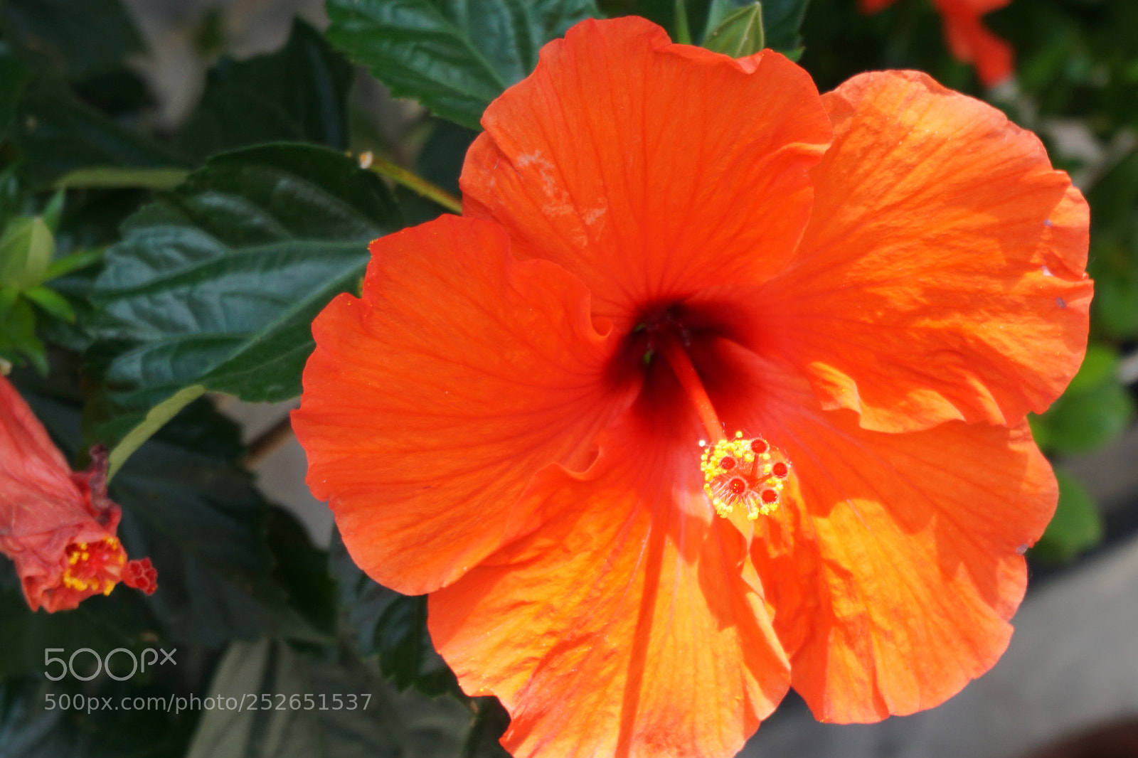 Sony a6000 sample photo. Dsc photography