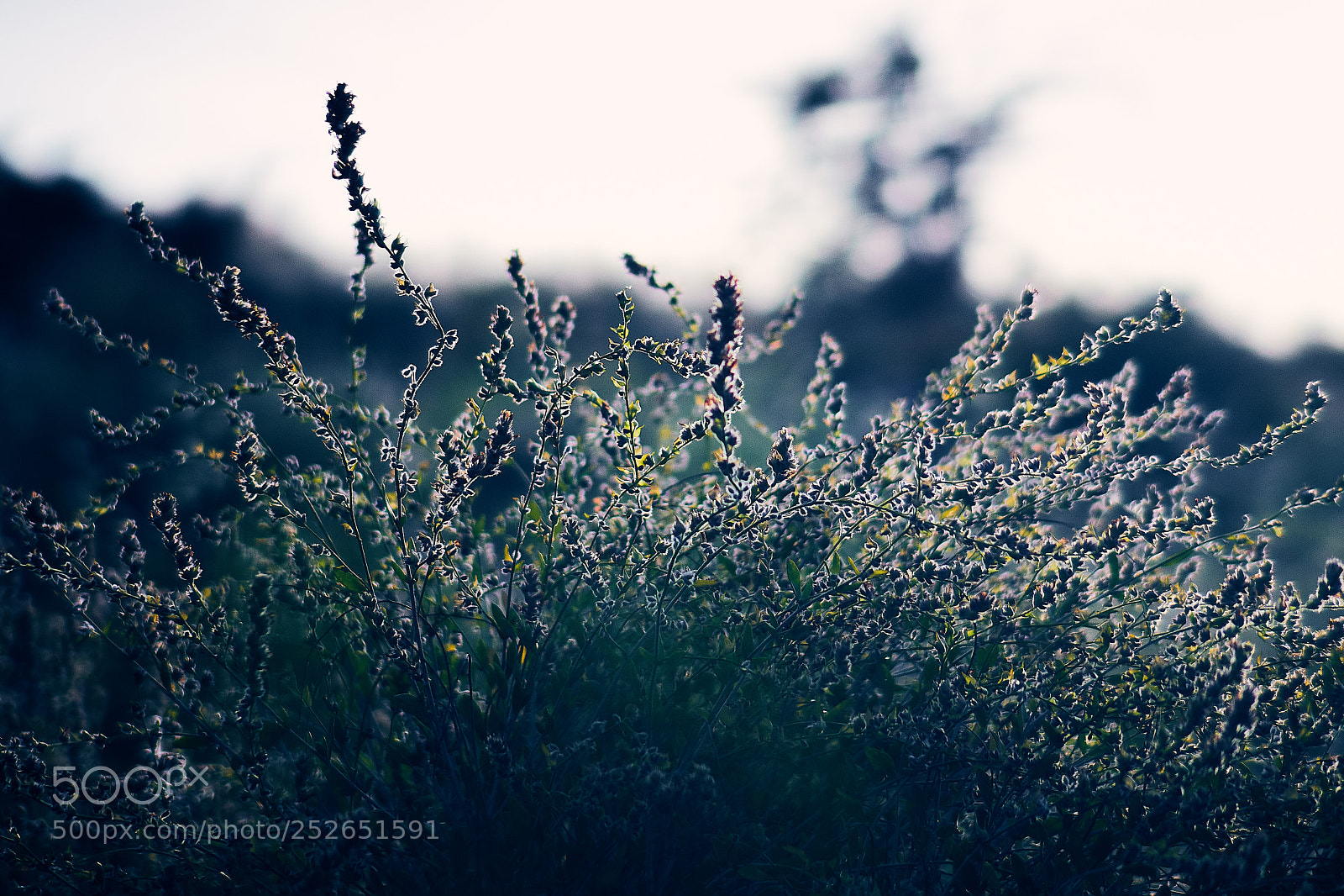 Sony ILCA-77M2 sample photo. Nostalgic photography