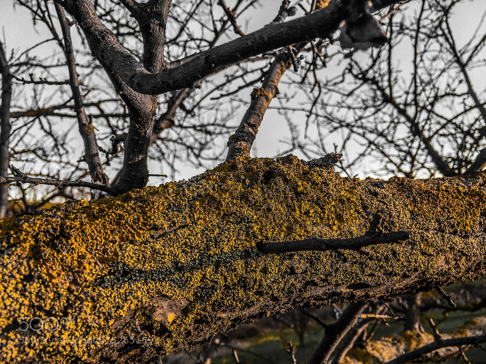 Apple iPhone 6s Plus sample photo. Nature photography