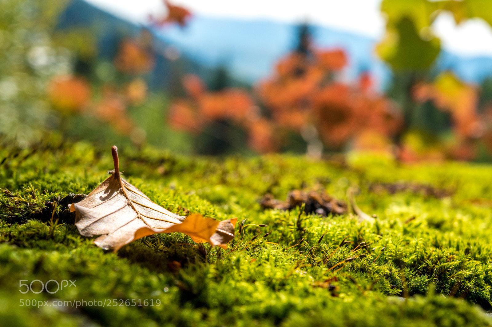 Nikon D5500 sample photo. Moss photography