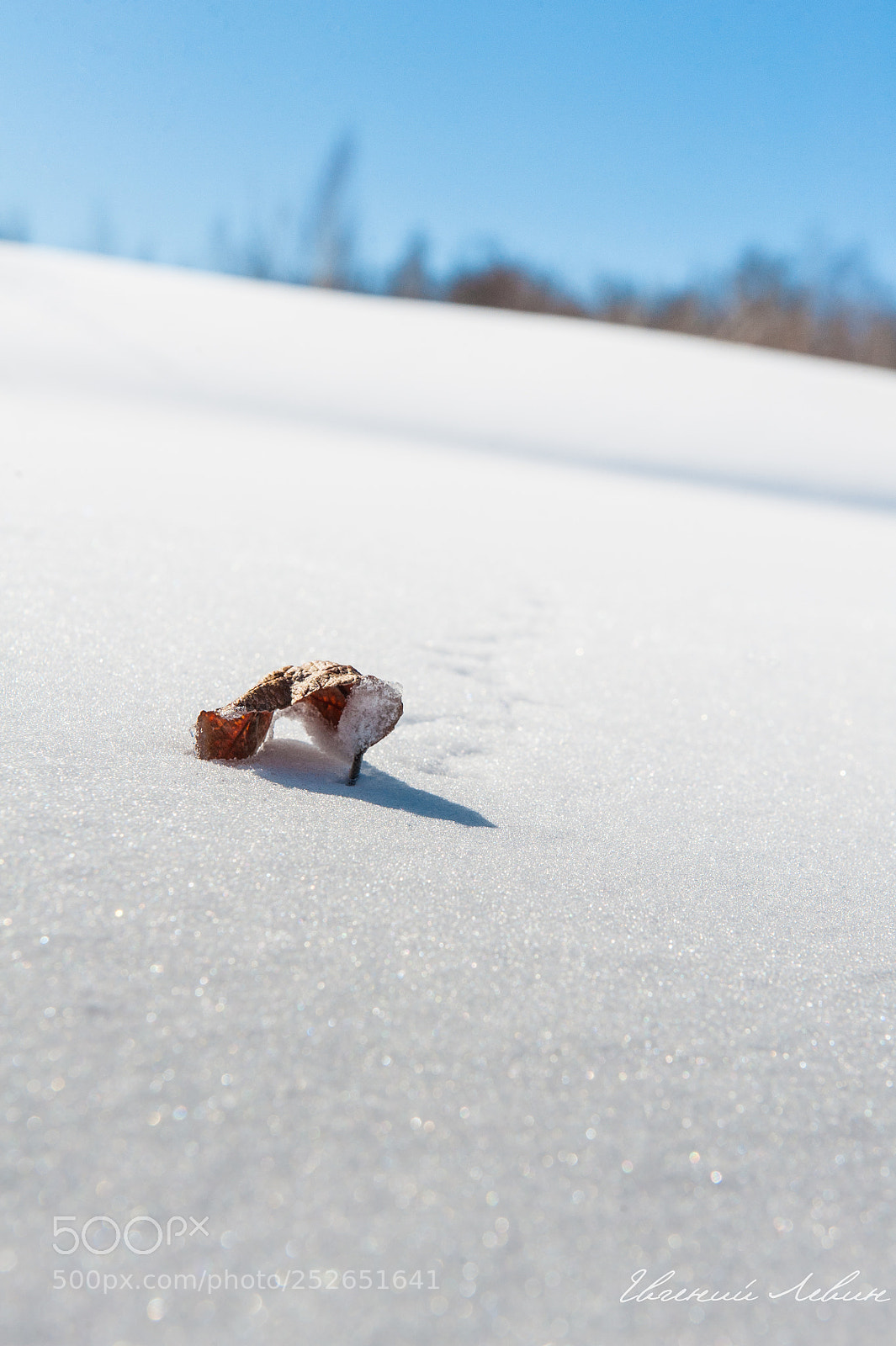 Nikon D700 sample photo. Running leaf photography