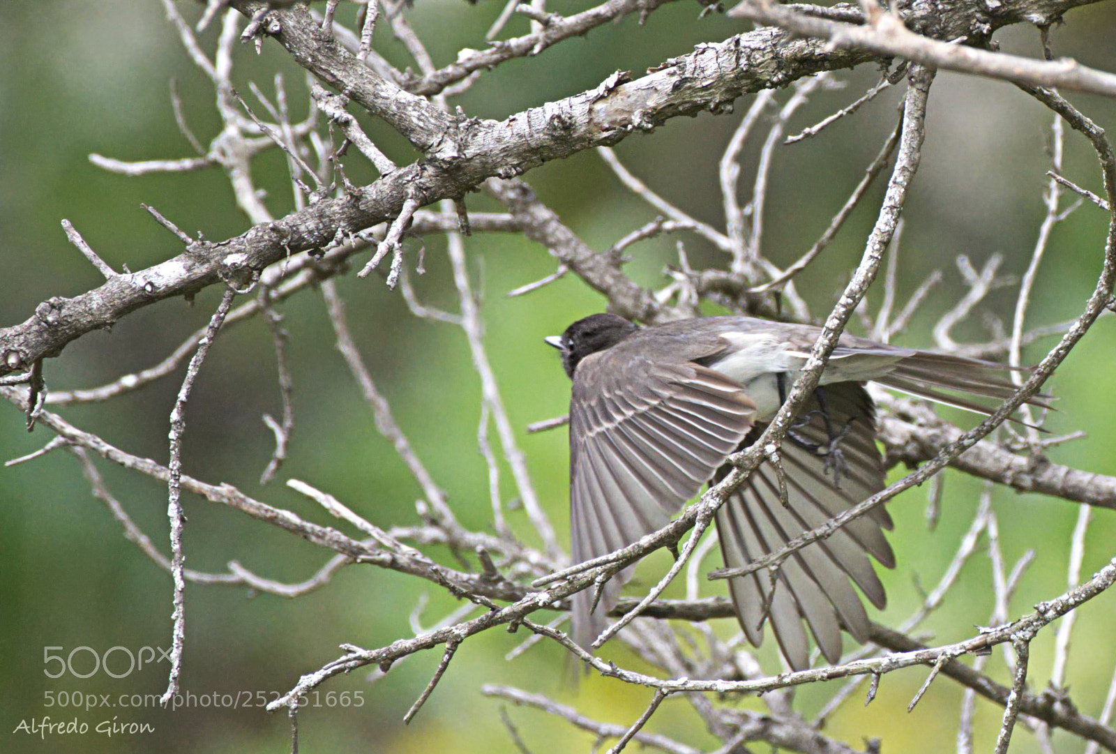 Nikon D500 sample photo. Fly! photography
