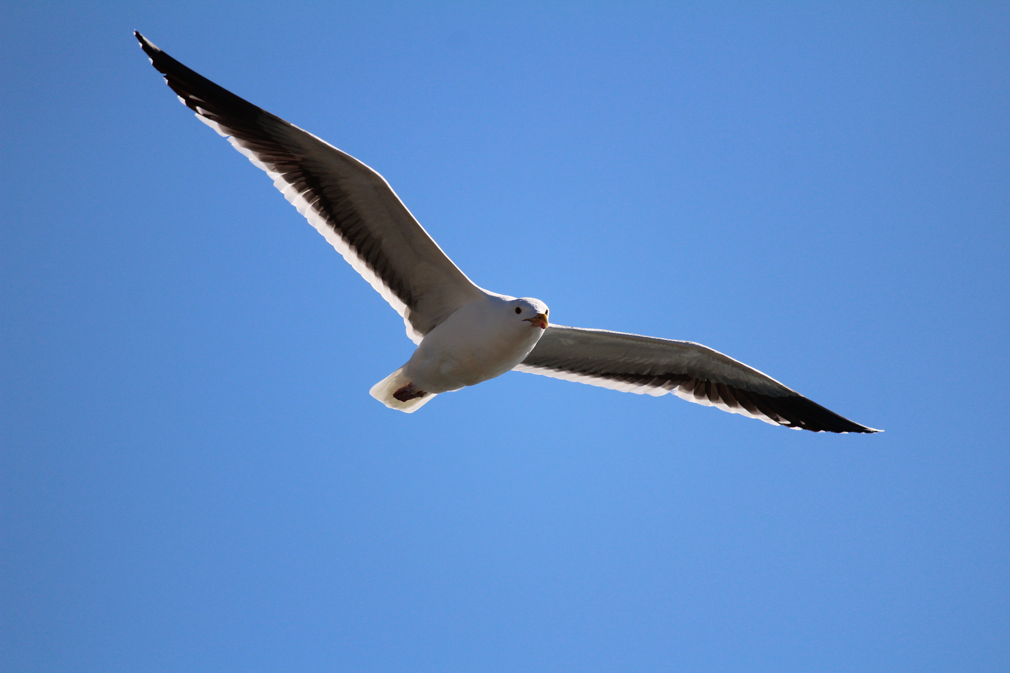 Canon EOS 1300D (EOS Rebel T6 / EOS Kiss X80) + Canon EF-S 55-250mm F4-5.6 IS STM sample photo. Soaring seagull photography