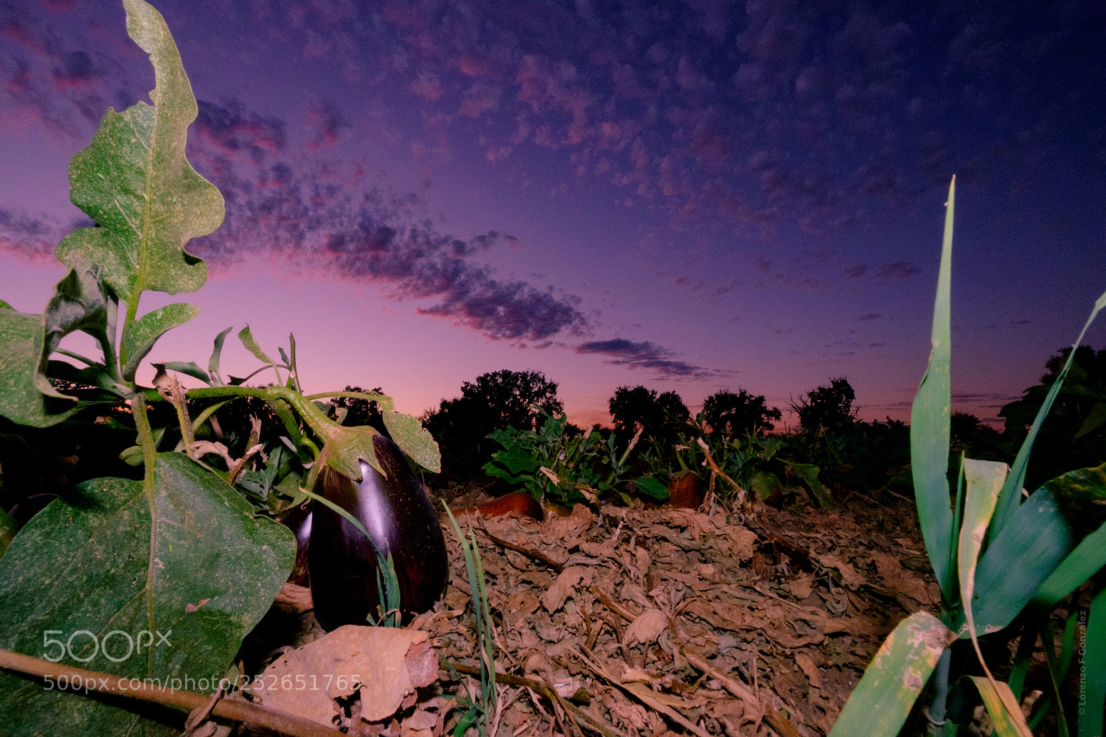 Fujifilm X-T1 sample photo. Eggplant in eggplant sunset photography