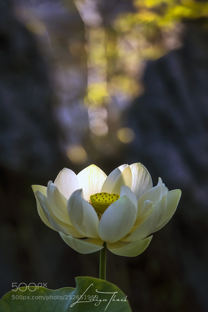 Nikon D800E sample photo. Lotus photography