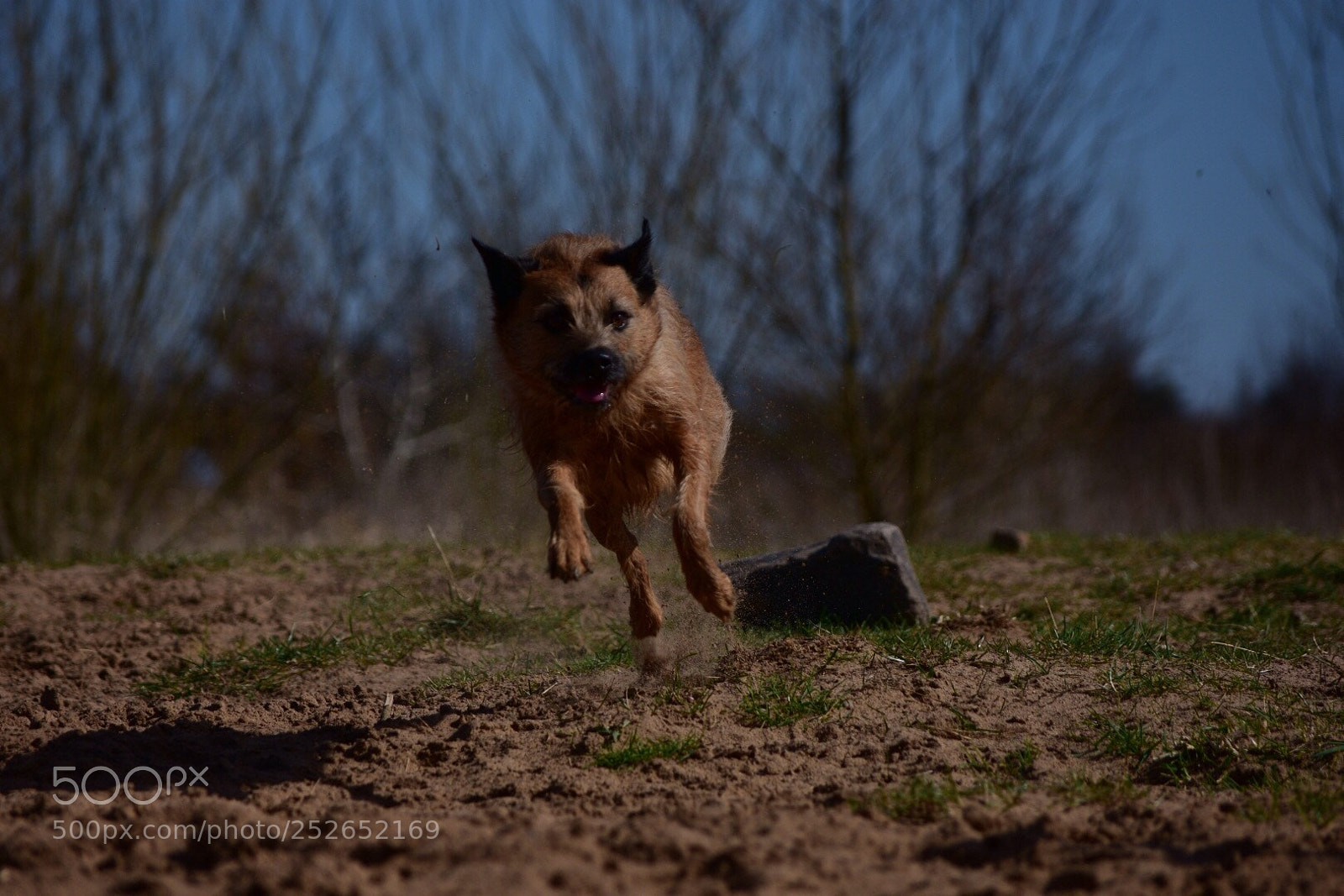 Nikon D7200 sample photo. Muffin photography