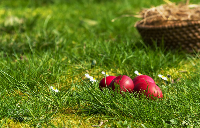 Nikon D5500 sample photo. Easter eggs photography
